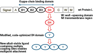 AFC_rProtein_L-650F_structure.jpg